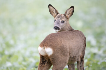 Mammal - female roe deer Capreolus capreolus Majestic roe deer, capreolus capreolus, approaching on green field in autumn, portarait close up animal