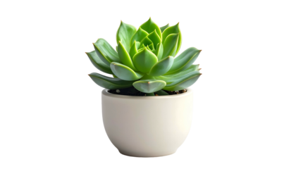 Succulent plant with layered leaves in a beige pot on black