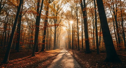 Autumn forest landscape with sunlight shining through tall trees on a path