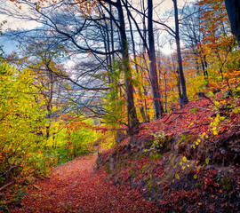 Obraz premium Wonderful autumn view of mountain forest. Picturesque evening scene of Carpathian woodland. Trekking in mountains at October. Beauty of nature concept background.