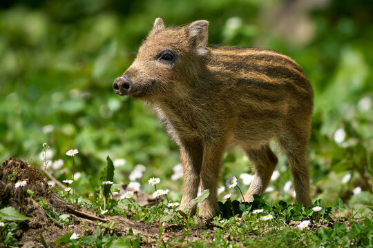 Frischling - junges Wildschwein im Fr&uuml;hling inmitten von G&auml;nsebl&uuml;mchen