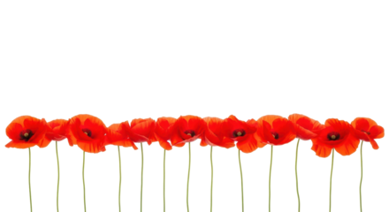 Horizontal row of vibrant red common poppies with green stems and dark centers, fresh and full bloom, macro shot against a transparent background with copy space. Concept of spring nature and purity