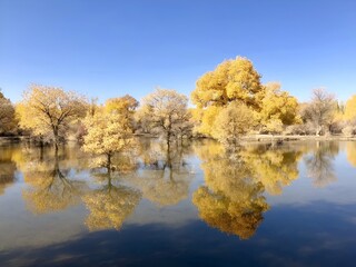 The stunning autumn scenery of a Populus euphratica forest. These unique "desert poplars" are known for their ability to thrive in arid conditions and their leaves turn a brilliant golden color i
