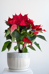 Poinsettia plant with red and green leaves in a ceramic pot on white background