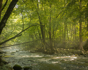 Obraz premium morning in the woods