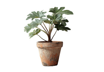 A potted plant with large, textured leaves. The terracotta pot adds a rustic touch
