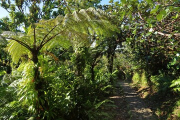 Volcano La Soufriere rainforest hiking trail in Guadeloupe. Green jungle forest.