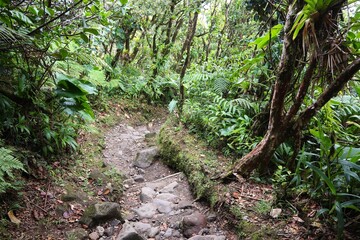 Volcano La Soufriere rainforest hiking trail in Guadeloupe. Green jungle forest.