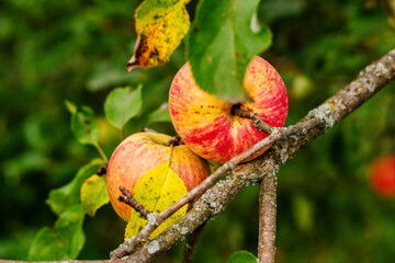 Ripe red and yellow apples hanging on a tree branch in the garden