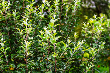 Bright Young Green Leaves and Branches of a Fruit Tree or Shrub in Sunlight