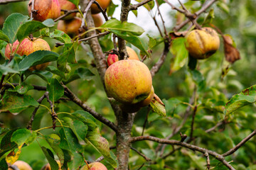 Organic Ripe Yellow and Red Apples Growing on a Branch in an Orchard Garden