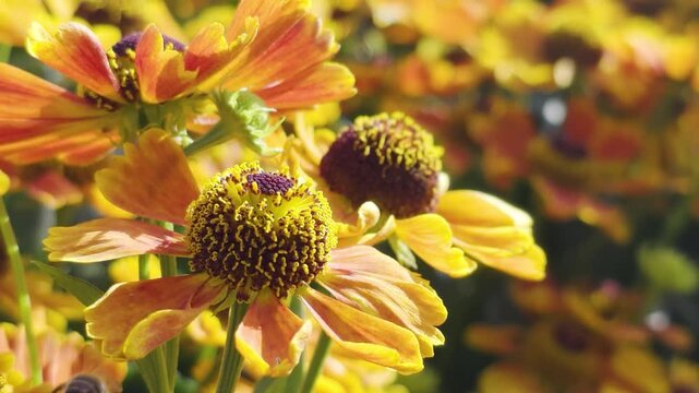 A honey bee collects nectar from garden flowers. Beautiful close-up. Natural swaying in the wind.