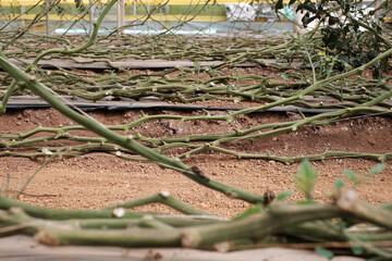 Low Angle View of Curved Tomato Vines on Greenhouse Floor After Harvest in Dalat, Vietnam