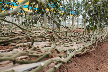 Low Angle View of Curved Tomato Vines on Greenhouse Floor After Harvest in Dalat, Vietnam