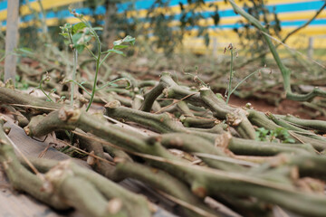 Low Angle View of Curved Tomato Vines on Greenhouse Floor After Harvest in Dalat, Vietnam