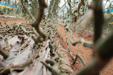 Low Angle View of Curved Tomato Vines on Greenhouse Floor After Harvest in Dalat, Vietnam