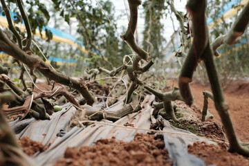 Low Angle View of Curved Tomato Vines on Greenhouse Floor After Harvest in Dalat, Vietnam