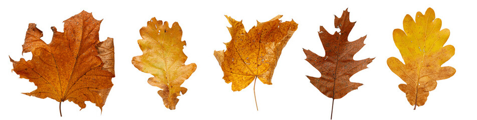 Set of autumn leaves isolated on white background. High resolution
