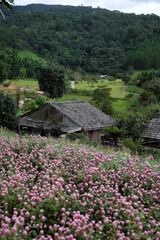 Rustic Wooden Cabin/Glasshouse and Pink Globe Amaranth Flowers in Da Lat Highlands, Vietnam