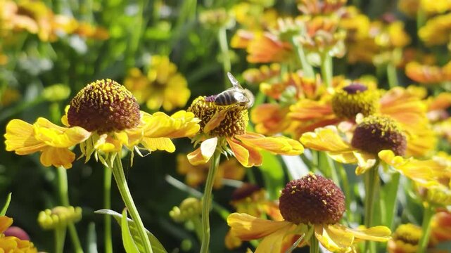 A honey bee collects nectar from garden flowers. Beautiful close-up. Natural swaying in the wind.