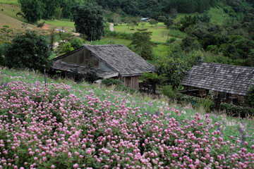 Rustic Wooden Cabin/Glasshouse and Pink Globe Amaranth Flowers in Da Lat Highlands, Vietnam