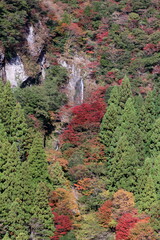 岩屋の滝を飾る紅葉　（高知県　大荒の滝もみじ峡）