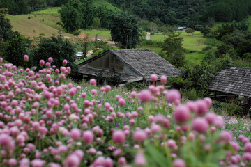 Rustic Wooden Cabin/Glasshouse and Pink Globe Amaranth Flowers in Da Lat Highlands, Vietnam