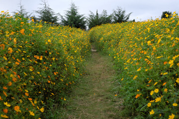 Vibrant Yellow Cosmos Bipinnatus Flower Field in Dalat Highlands, Vietnam