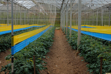 Close-up of yellow and blue sticky traps used for integrated pest control in a high-tech tomato greenhouse in Dalat, Vietnam. The farm adheres to Global GAP standards, emphasizing safe and sustainable