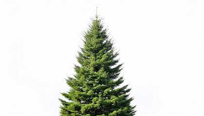 a majestic evergreen fir tree stands tall isolated on white background