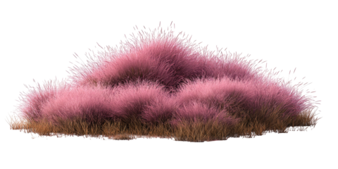 A dense, pink grass clump with wispy tips and a brown base, isolated on a black background