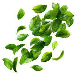 fresh green mint leaves flying isolated on transparent background