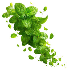 fresh green mint leaves flying isolated on transparent background