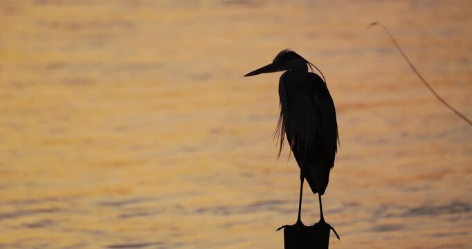 Sunset silhouette of heron on wooden rod in water and pecking feathers