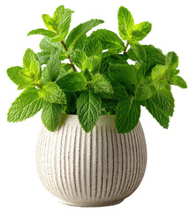 green mint plant in pot isolated on transparent background