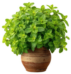 green mint plant in pot isolated on transparent background