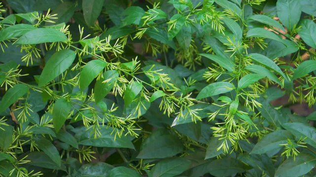 Fresh buds of night blooming jasmine (Cestrum nocturnum) growing naturally in an Indian organic garden