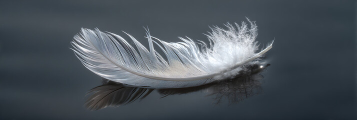 Obraz premium Single soft white bird feather floating on a dark reflective surface or water, symbol of purity, lightness and elegance