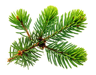 Vibrant green evergreen branch with fresh needles & new growth
