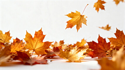 Autumn maple leaves falling and scattered on a white surface