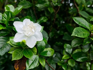 Obraz premium White gardenia flower blooming among fresh green leaves, 