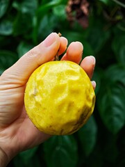 Hand holding ripe yellow passion fruit with naturally wrinkled skin, green leafy background adds contrast, the fruit’s vibrant color, tropical freshness.