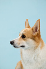 Pembroke Welsh Corgi looking to the left side against blue studio backdrop. Ears alert, the dog appears focused and attentive.