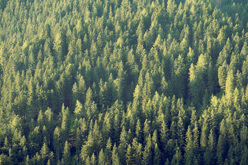 Vast green pine forest and spruce woodland in morning light seen from above at a distance