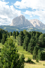 Scenic mountain landscape with pine tree forest in front of tall mountains in the background 