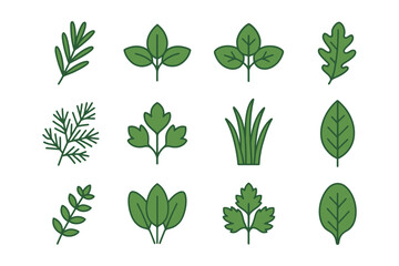 Collection of twelve green herb leaves on white background.