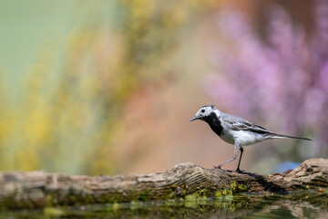 Fototapeta premium A White Wagtail (Motacilla alba) walking in front of a puddle against a bright and colorful background.