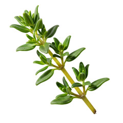 Fototapeta premium Fresh thyme sprig isolated on black background for culinary use