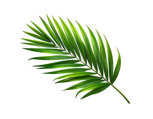 Isolated vibrant green tropical palm frond on black background