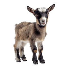 Fototapeta premium Small friendly goat standing in a bright space